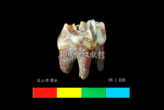 芝山岩文化鹿牙藏品圖，第2張