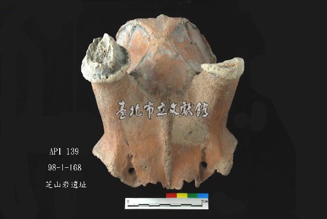 芝山岩文化鹿頭藏品圖，第2張