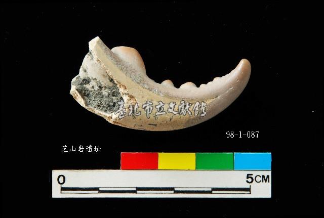 芝山岩文化蟹鉗藏品圖，第2張