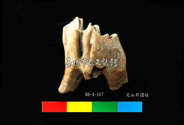 芝山岩文化鹿牙藏品圖，第2張