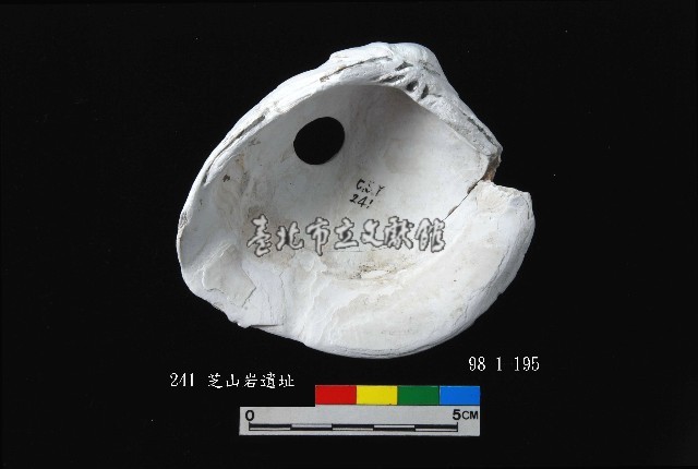 芝山岩文化穿孔大蜆藏品圖，第2張