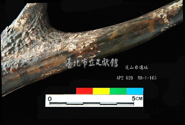 芝山岩文化鹿角藏品圖，第2張