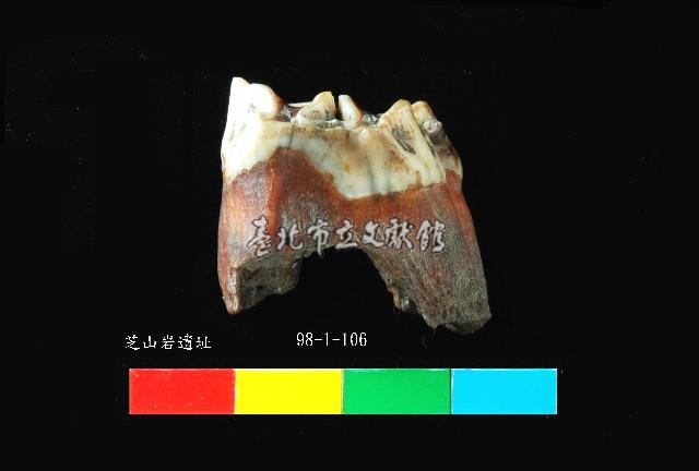 芝山岩文化鹿牙藏品圖，第2張