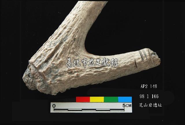 芝山岩文化人工加工鹿角藏品圖，第2張