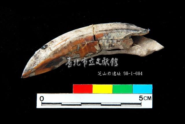 芝山岩文化豬犬齒藏品圖，第2張