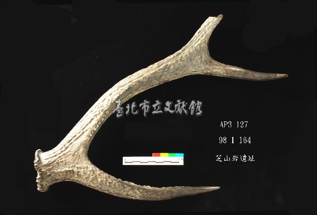 芝山岩文化鹿角藏品圖，第2張