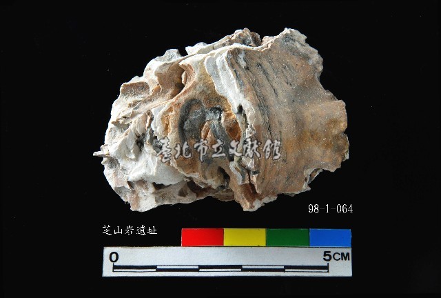 松山層真牡蠣藏品圖，第2張