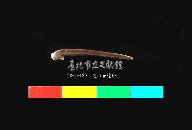 芝山岩文化鳥或齧齒類的肢骨藏品圖，第2張