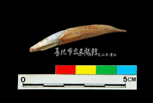 芝山岩文化鹿牙藏品圖，第2張