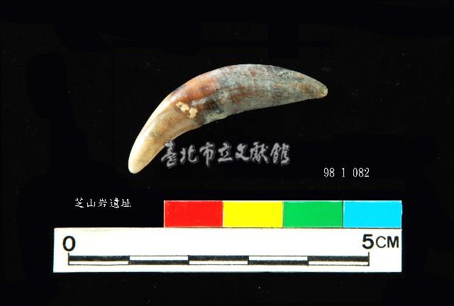 芝山岩文化貓或狗牙藏品圖，第2張
