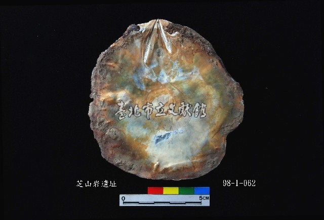松山層窗貝藏品圖，第2張