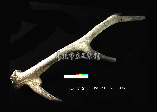 芝山岩文化鹿角藏品圖，第6張