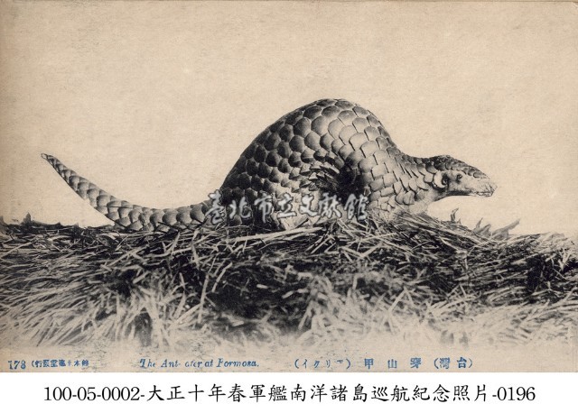 穿山甲藏品圖，第1張