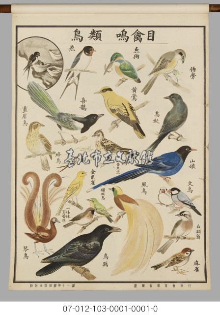 動物分類掛圖藏品圖，第13張
