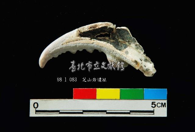 芝山岩文化蟹鉗藏品圖，第3張