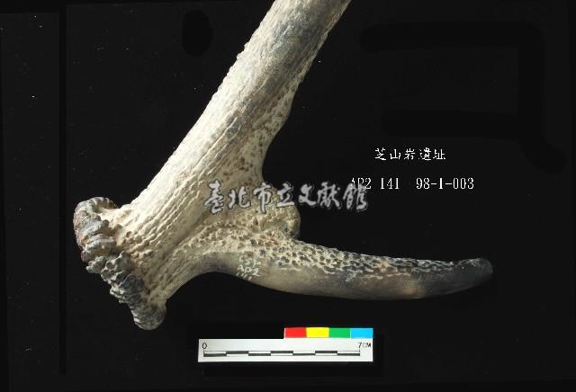 芝山岩文化鹿角藏品圖，第3張