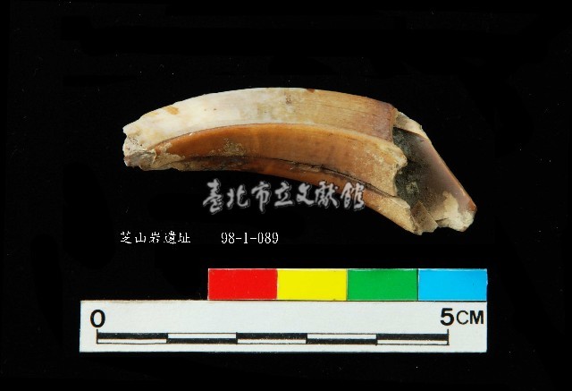 芝山岩文化豬犬齒藏品圖，第3張