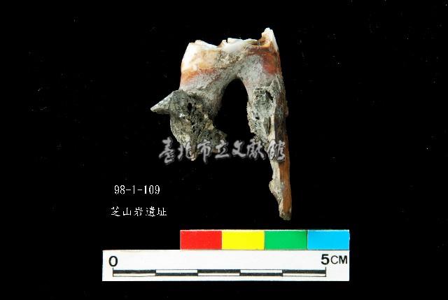 芝山岩文化鹿牙藏品圖，第3張