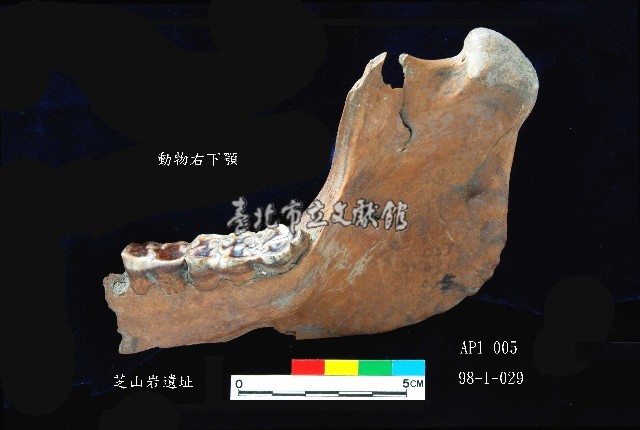 芝山岩文化豬下顎藏品圖，第3張