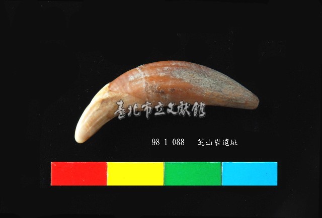 芝山岩文化貓或狗牙藏品圖，第3張
