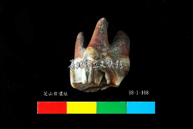 芝山岩文化鹿牙藏品圖，第3張