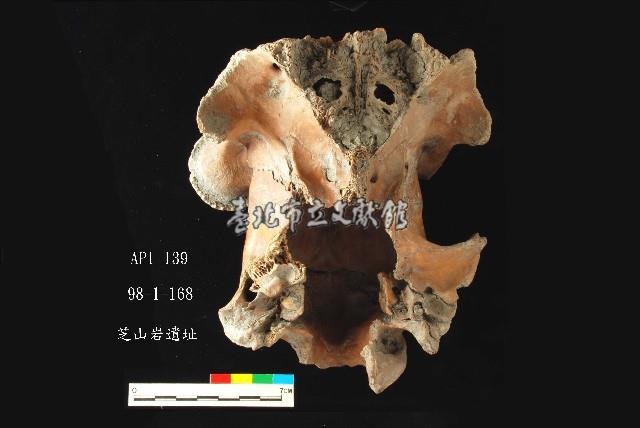 芝山岩文化鹿頭藏品圖，第3張