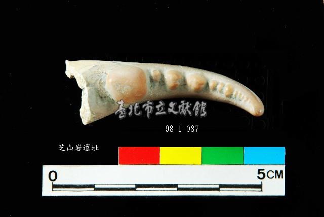 芝山岩文化蟹鉗藏品圖，第3張