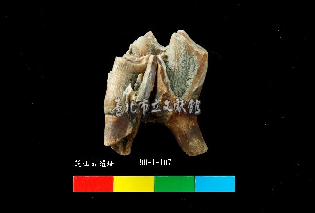 芝山岩文化鹿牙藏品圖，第3張