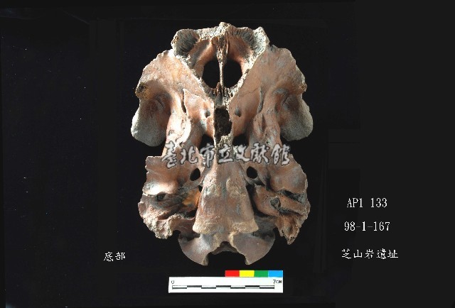 芝山岩文化鹿頭藏品圖，第3張