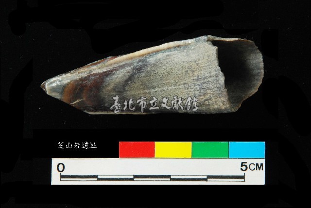 芝山岩文化豬犬齒藏品圖，第3張