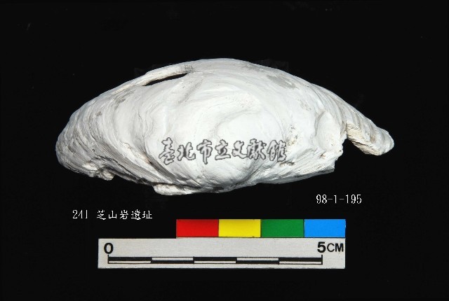 芝山岩文化穿孔大蜆藏品圖，第3張