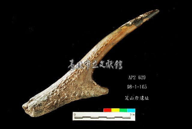 芝山岩文化鹿角藏品圖，第3張