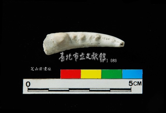 芝山岩文化蟹鉗藏品圖，第3張