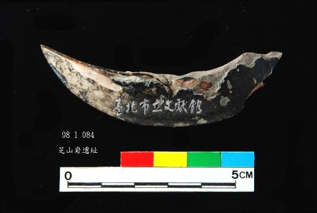 芝山岩文化豬犬齒藏品圖，第3張