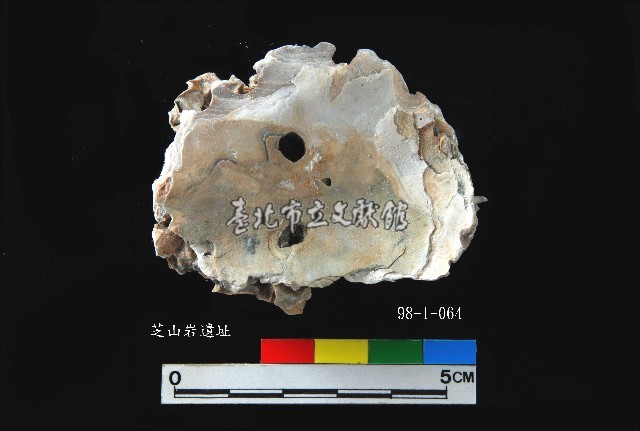 松山層真牡蠣藏品圖，第3張
