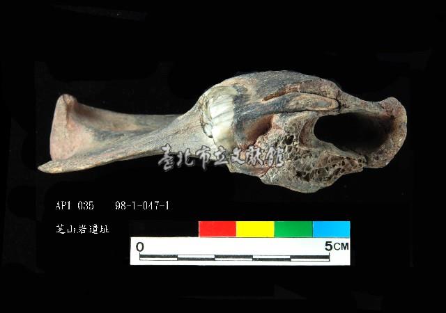芝山岩文化豬下顎藏品圖，第4張