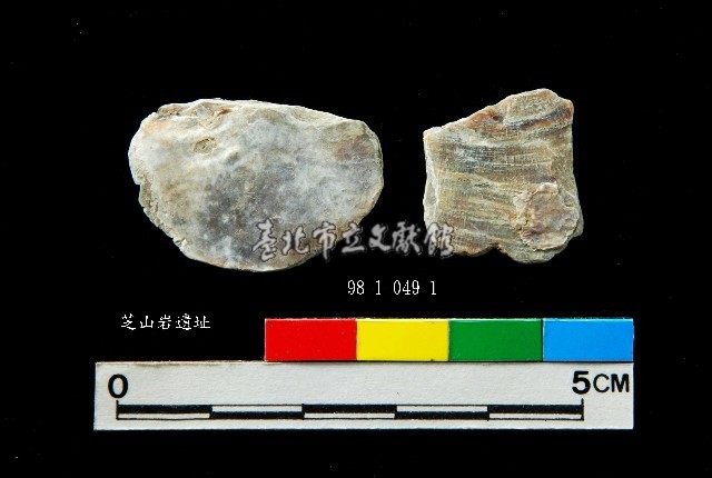 松山層窗貝藏品圖，第8張