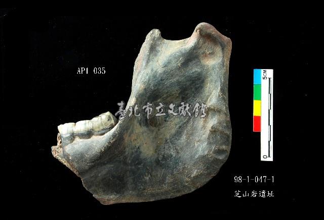 芝山岩文化豬下顎藏品圖，第2張