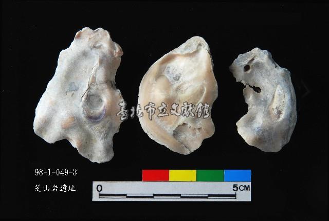 松山層真牡蠣藏品圖，第2張