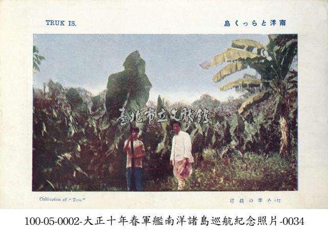 土魯克群島種植的香蕉藏品圖，第1張