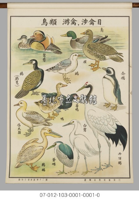 動物分類掛圖藏品圖，第14張