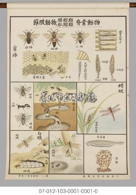 動物分類掛圖藏品圖，第24張