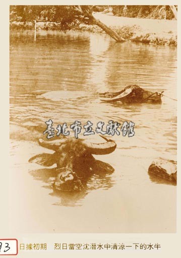 日治時期水牛照藏品圖，第1張