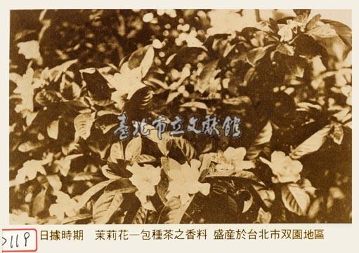 茉莉花藏品圖，第1張