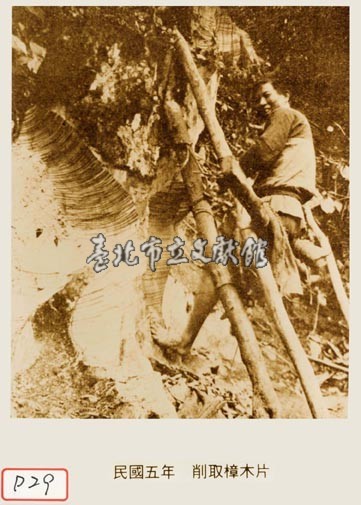 削取樟木片藏品圖，第1張