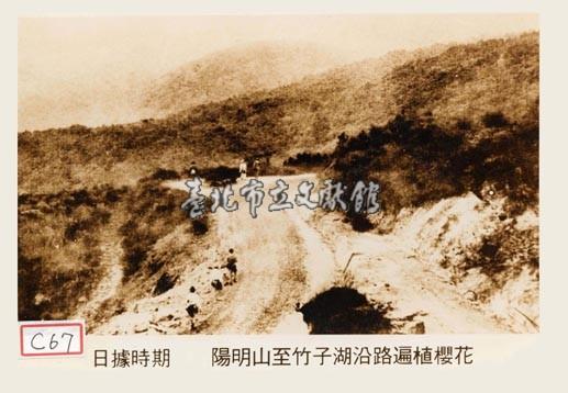陽明山至竹子湖沿路遍植櫻花藏品圖，第1張