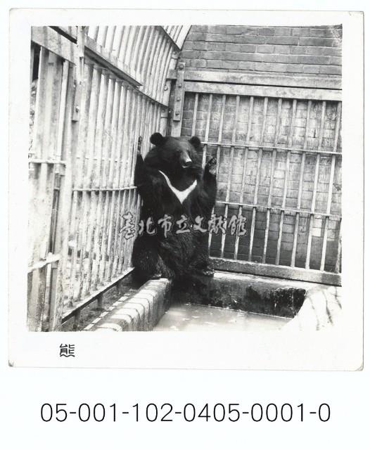 （臺灣黑熊-籠內）藏品圖，第1張