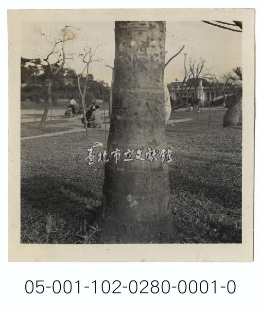 兒童樂園的基隆河畔-樹後的身影藏品圖，第1張