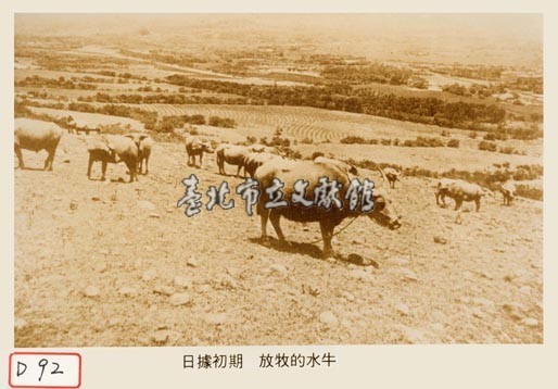 放牧的水牛藏品圖，第1張