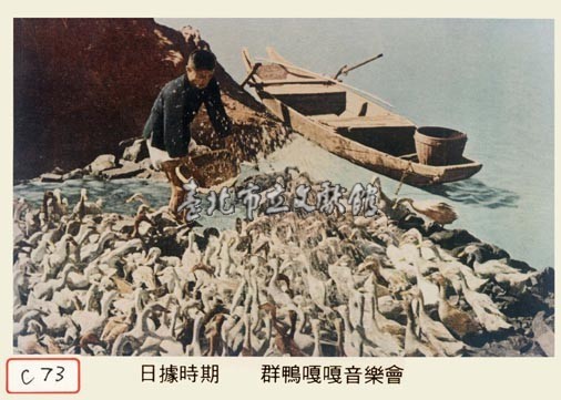 群鴨嘎嘎音樂會藏品圖，第1張
